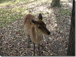 09Japan-Nara 293