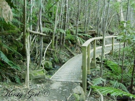 [Mt. Wellington Track #4[5].jpg]