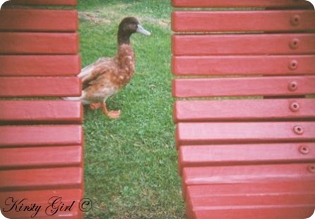 holga-ducks-1 holga-ducks-1
