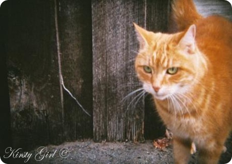 holga-feline-friend-3 holga-feline-friend-3