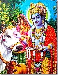 Krishna tending to the cows