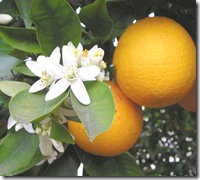orange_blossom