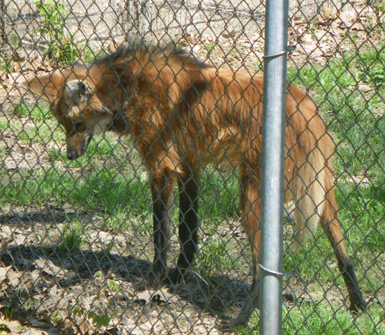 [ManedWolf7.png]