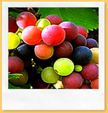 grapes320