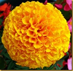 Yellow_French_Marigold_Flower