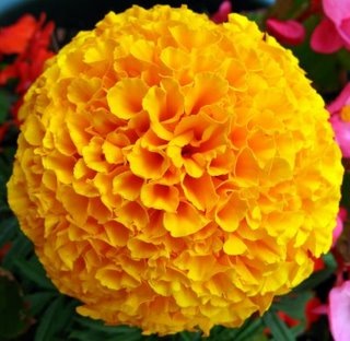 [Yellow_French_Marigold_Flower[3].jpg]