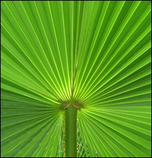 Palm Leaf-5 Palm Leaf-5