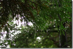 雨の日曜、森に行く１