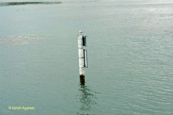 Small post on Lake Lucerne with an even smaller bird on top, the post is graduated with water levels