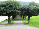 The path between a grove of trees at the shore of Lake Lucerne at Alpnachstad - Thumbnail