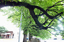 Underneath the rich green foilage of a tree in Zurich, right next to the river Limmat