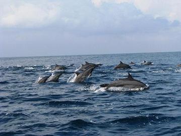 The dolphin dance The dolphin dance