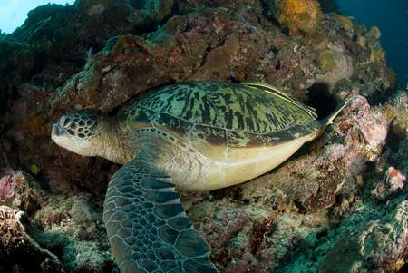 turtle, diving, Semenanjung Totok