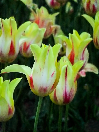 DSCF2487_tulips[1]