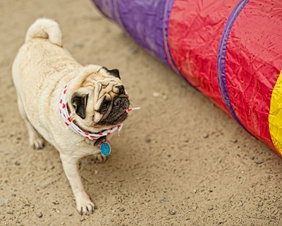 DSC_2863_sophie_tunnel[1]