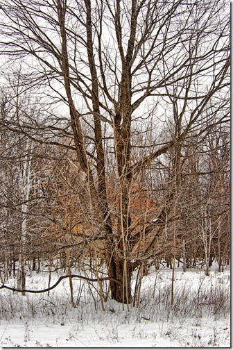 DSC_7246_tree