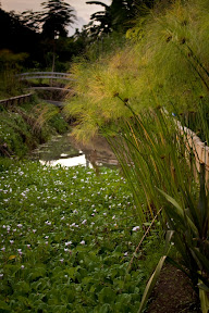 The Pond