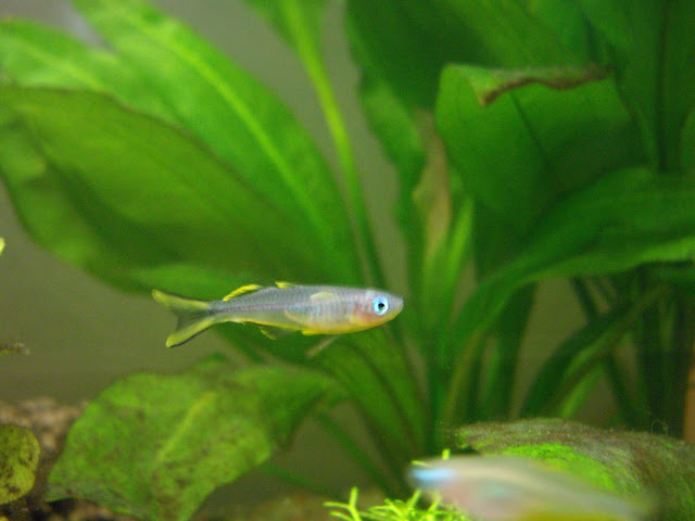 mon galop d'essai... Furcatus
