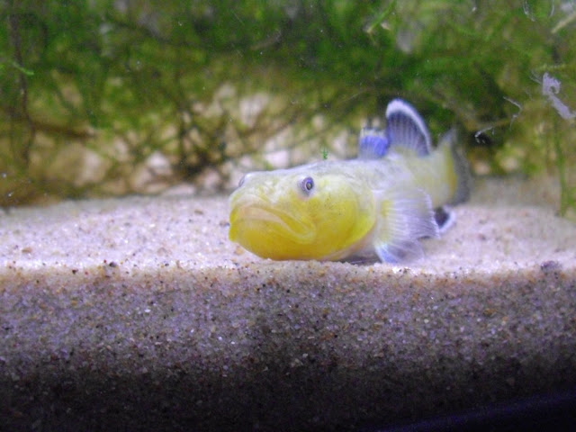 mon cadeau de Noël... Clamydogobius eremius IMGP3954