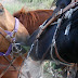 Horseback Ride / _MG_8519.JPG