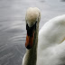 Phoenix Park / _MG_0812.JPG