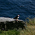Skellig Michael / _MG_0978.JPG