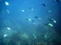 PICT0070.JPG Photo