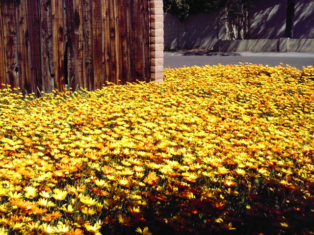 [flowers11[4].jpg]