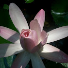 Nenufar