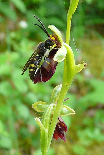 insectifera la trompeuse Dan%20Ophrys%20insectifera%206
