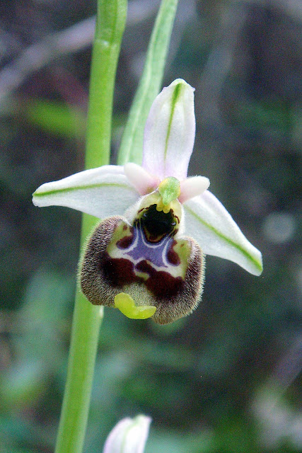 annae Dan%20Ophrys%20annae%202a