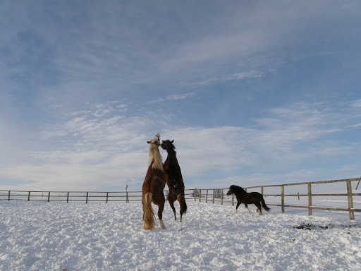 stallions