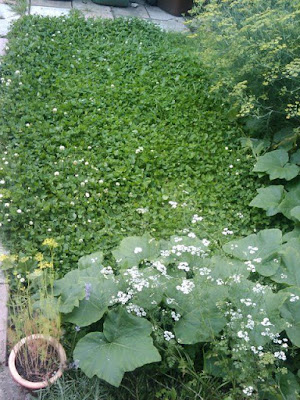 clover /chamomile