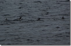 Guillemot 2 Guillemot 2
