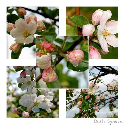 [Montasje med epleblomster[6].jpg]