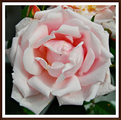 [Rosa rose klatre[3].jpg]