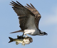 [pajaro-pescado[9].jpg]