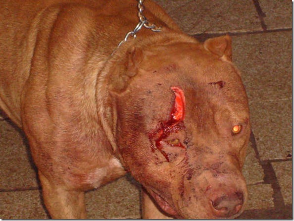 pitbull-ataque-ladron pitbull-ataque-ladron
