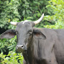 Cow