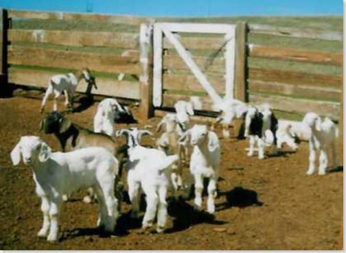cabrito2