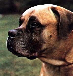 [mastiff[4].jpg]