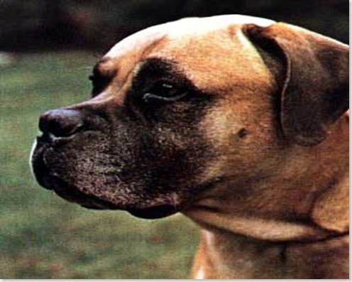 mastiff