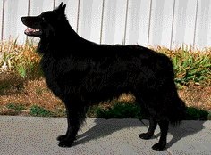 [Groenendael[4].jpg]