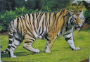  PUZZLE FOTO