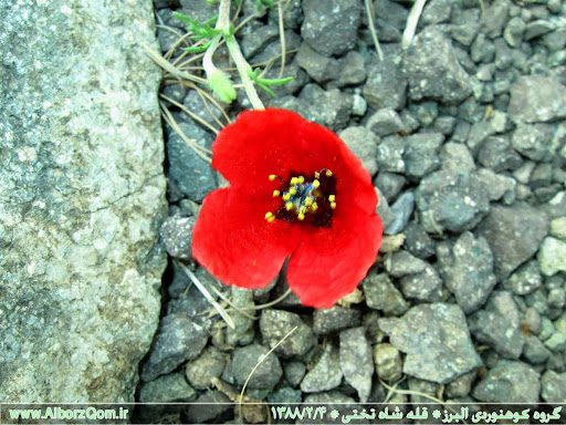 تا شقایق هست زندگی باید کرد - گروه کوهنوردی البرز