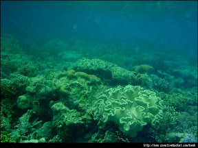 Coron, Palawan - Coral Garden