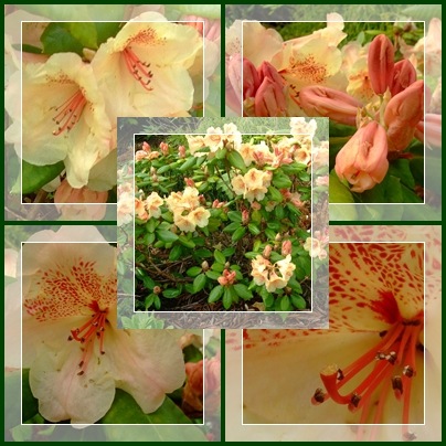 [Rhododendron 'Viscy'[4].jpg]