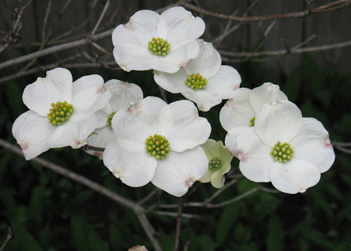 Dogwood+blossoms+pictures
