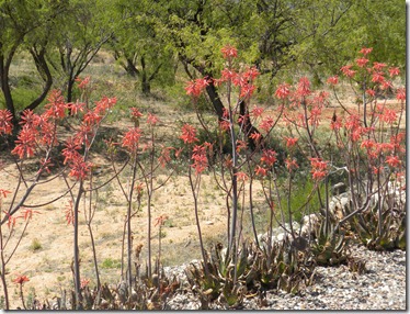 Pretty desert plants