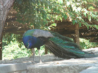 DSC00457.JPG